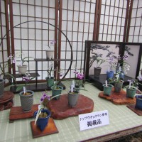 IMG_0238