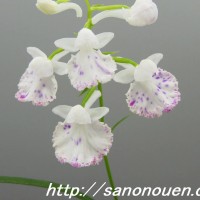 (96)