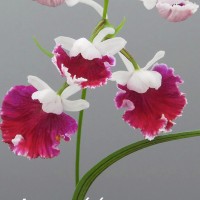 (97)