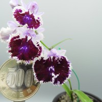 DSCN8365