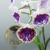 DSCN8413