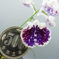DSCN8421