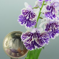 DSCN8455