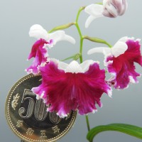 DSCN8500