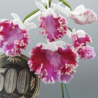 DSCN8505