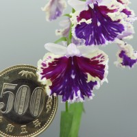 DSCN8705