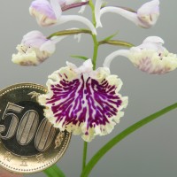 DSCN8755
