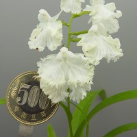 DSCN8801