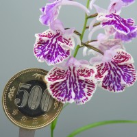 DSCN8872