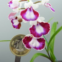 DSCN8907