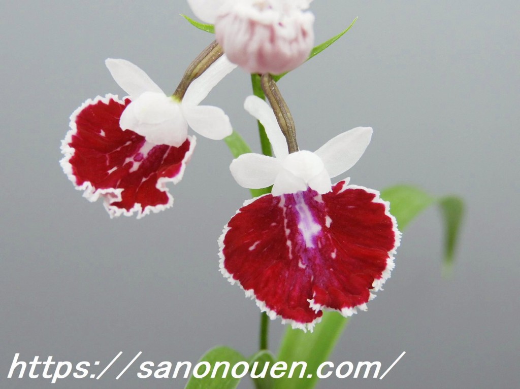 conv0001