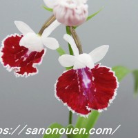 conv0001