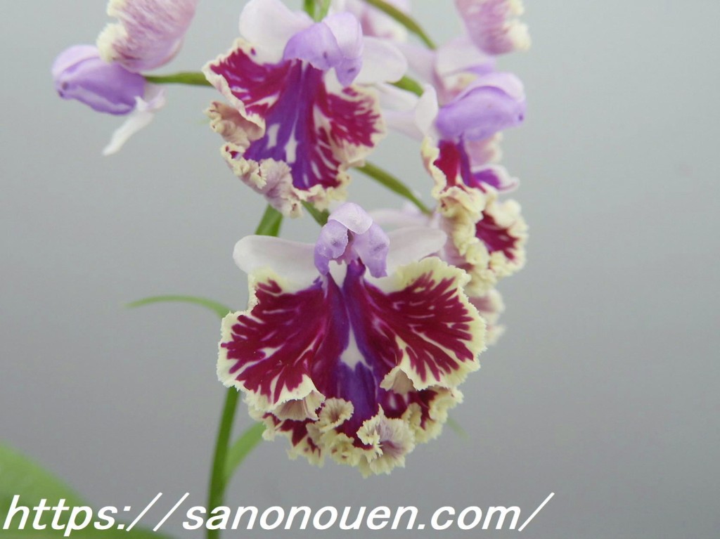 conv0004