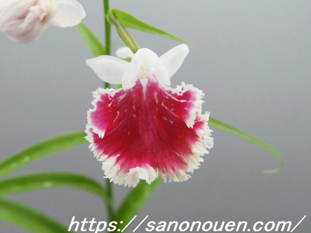 conv0005